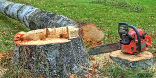 Best Tree Removal  in Cibolo, TX