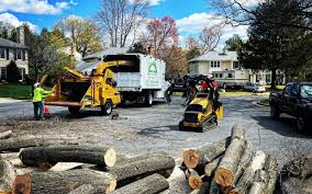 How Our Tree Care Process Works  in  Cibolo, TX