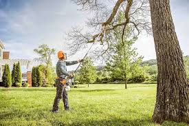 Best Tree Cabling and Bracing  in Cibolo, TX