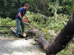  Cibolo, TX Tree Services Pros