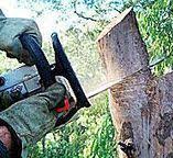 Best Root Management and Removal  in Cibolo, TX