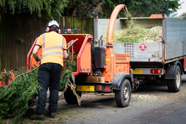 Best Grass Overseeding  in Cibolo, TX