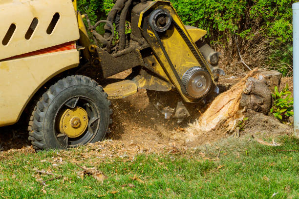 How Our Tree Care Process Works  in  Cibolo, TX