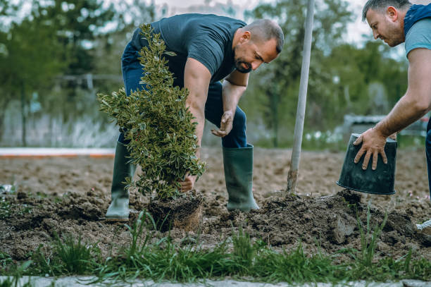 Best Lawn Grading and Leveling  in Cibolo, TX