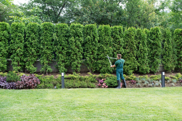 Best Lawn Mowing  in Cibolo, TX