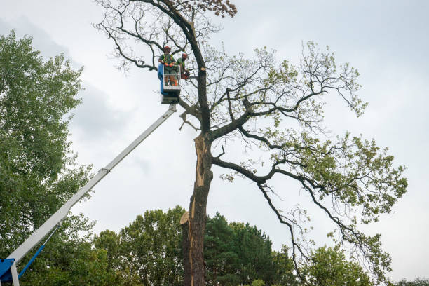 Trusted Cibolo, TX Tree Services Experts
