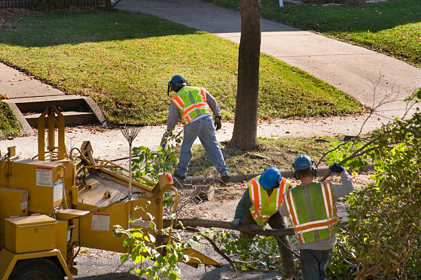 Tree and Shrub Care in Cibolo, TX