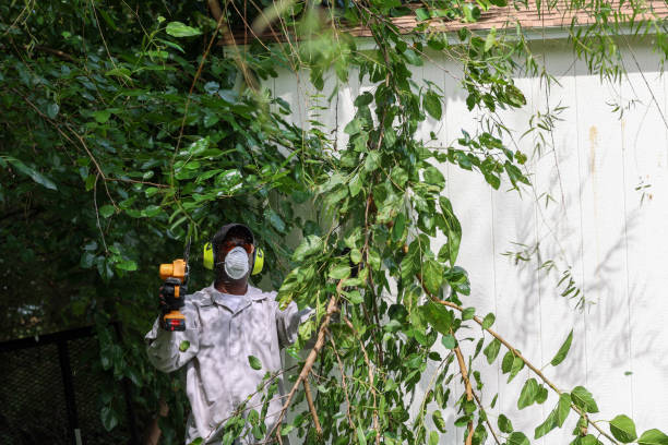Best Weed Control  in Cibolo, TX