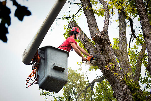 Best Fruit Tree Pruning  in Cibolo, TX