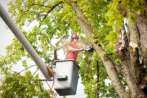 Best Hedge Trimming  in Cibolo, TX