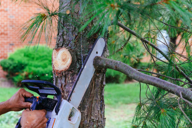 Best Lawn Watering Services  in Cibolo, TX